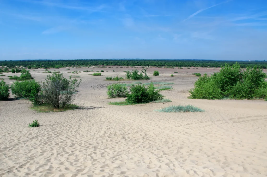20140619_Pustynia_Błędowska_w_Chechle_3457